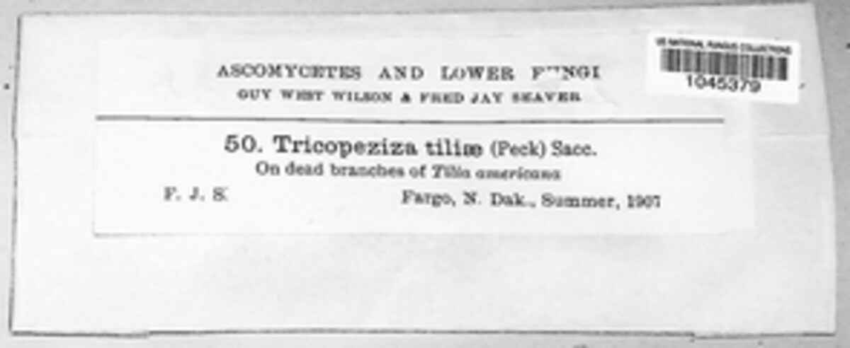 Trichopeziza tiliae image